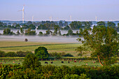 Blick auf Eider Flusstal, Fluss liegt noch im Nebel, Natur und Landschaft an der Eider, Nordfriesland, Nordseeküste, Schleswig Holstein, Deutschland, Europa