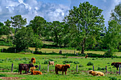 Scottish highland cattle on the Eider, nature and landscape on the Eider, North Friesland, North Sea coast, Schleswig Holstein, Germany, Europe