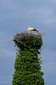 Storch im Nest in Storchendorf Bergenhusen, Nordfriesland, Nordseeküste, Schleswig Holstein, Deutschland, Europa