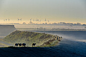Schafe auf dem Deich, Landschaft am Beltringharder Koog im Herbst, Nordfriesland, Nordseeküste, Schleswig Holstein, Deutschland, Europa