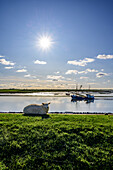 Schaf auf dem Deich, Krabbenkutter fährt die Husumer Au Richtung Hafen, Husum, Nordfriesland, Nordseeküste, Schleswig Holstein, Deutschland, Europa