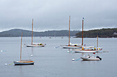 Sailboats moored in Harbor