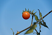Kleine, rote Tomate an der Pflanze