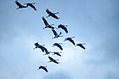 Cranes in flight, common crane, Grus grus, Diepholzer Moor, Lower Saxony, Germany