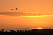 Zwei Kraniche im Flug vor untergehender Sonne, Kranich, Grus grus, Diepholzer Moor, Niedersachsen, Deutschland