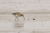Northern curlew, Great curlew, Numenius arquata, Wadden Sea National Park, Schleswig-Holstein, Germany