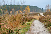 Path leads through autumnal heathland, Heidschnuckenweg, Undeloh, Lüneburg Heath, Lower Saxony, Germany