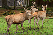 Hirsch und zwei Hirschkühe, Hirsch, Rothirsch, Rotwild, Cervus elaphus, Wildpark Müden, Heidschnuckenweg, Niedersachsen, Deutschland