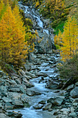 Umbal Falls with larch trees in autumn, Virgental, Hohe Tauern, Hohe Tauern National Park, East Tyrol, Austria