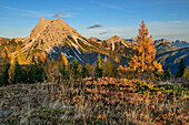 Autumn colored larch trees with longerin in the Carnic Alps, at Monte Spina, Carnic Alps, Veneto, Veneto, Italy