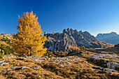 Herbstlich verfärbte Lärche mit Cadinigruppe im Hintergrund, an den Drei Zinnen, Dolomiten, UNESCO Weltnaturerbe Dolomiten, Venetien, Venezien, Italien