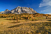Alpine meadows and larch trees colored in autumn in front of Heiligkreuzkofel, Heiligkreuzkofel, Badia Valley, Dolomites, Dolomites UNESCO World Natural Heritage Site, South Tyrol, Italy