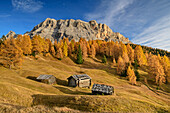 Alpine meadows and alpine pastures with larch trees colored in autumn in front of Heiligkreuzkofel, Heiligkreuzkofel, Badia Valley, Dolomites, Dolomites UNESCO World Natural Heritage Site, South Tyrol, Italy