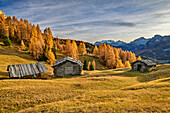 Alpine meadows and alpine pastures with larches in autumn in front of Marmolada, Val Badia, Dolomites, Dolomites UNESCO World Natural Heritage Site, South Tyrol, Italy