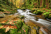Grobbach at the Geroldsau waterfall flows through a moss-covered stream bed, Geroldsau, Black Forest National Park, Black Forest, Baden-Württemberg, Germany