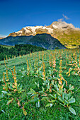Mont Pourri in alpenglow with gentian meadow in foreground, Vanoise National Park, Rutor Group, Graian Alps, Savoy, Savoie, France