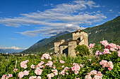 Burg Sarriod de la Tour im Aostatal mit blühenden Rosen im Vordergrund, Aosta, Italien