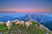 Sheep on the peak of Veliki vrh at dawn, Veliki vrh, Hochturm, Karawanken, Slovenia, Carinthia, Austria