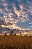 Abendstimmung im Weilheimmer Moos im Vorfrühling, Weilheim, Bayern, Deutschland, Europa