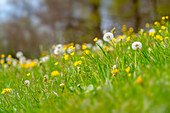 Pusteblumen in einer Frühlingswiese, Bayern, Deutschland, Europa
