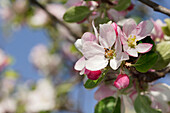 Apfelblüten im Frühlingslicht, Bayern, Deutschland, Europa