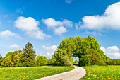 Sunny spring day on Andechser Höhenweg, Bavaria, Germany, Europe