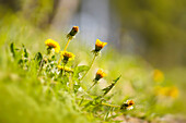 Bright dandelions along the way, Bavaria, Germany, Europe