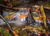 Small stream in October, Bavarian Forest, Lower Bavaria, Bavaria, Germany