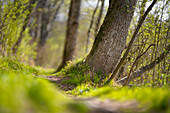 Idyllic forest path on a sunny spring morning, Bavaria, Germany