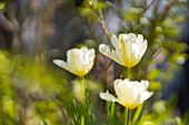 Weiße Tulpen im Frühlingsgarten, Bayern, Deutschland, Europa