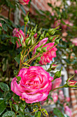rosafarbene Rose vor einem Stallfenster, Rose, Blume, Garten