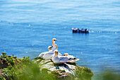 Gannets on a ledge with a Boerteboot in the background on Helgoland, Helgoland Island, Schleswig-Holstein, Germany