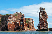 Blick auf den Vogelfelsen und die lange Anna auf Helgoland, Helgoland, Insel, Schleswig-Holstein, Deutschland