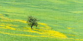 Maulbeerbaum (Morus) in einem Feld mit blühender Gelber Ginster (Genista tinctoria), Toskana, Italien, Europa