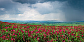 Landschaft mit Gladiolenfeld, dahinter ein abziehendes Gewitter, bei Volterra, Provinz Pisa, Toskana, Italien, Europa