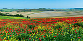 Field of poppies near Pienza, Val d'Orcia, Orcia Valley, UNESCO World Heritage Site, Province of Siena, Tuscany, Italy, Europe