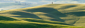 Landschaft bei Sonnenaufgang um Pienza, Val d'Orcia, Orcia-Tal, UNESCO-Weltkulturerbe, Provinz Siena, Toskana, Italien, Europa