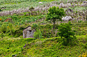 Ländliche Landschaft mit Gras, Steinen und Bäumen im Gebirge Serra do Marao östlich von Porto, Portugal