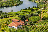 Vineyards in the rural Alto Douro region in the hinterland of Porto, Portugal
