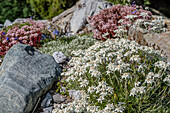 Rock garden with edelweiss flowers in the &#39;Alpinum&#39; botanical alpine garden on the Schatzalp near Davos, Graubünden, Switzerland