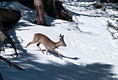 Roe deer in velvet (Capreolus capreolus),France.