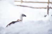 Griffon vulture in the snow (Gyps fulvus),Pyrenees.
