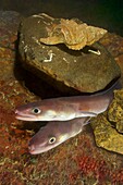 Deep sea. Conger eel. Juvenile conger. (Conger conger). Eastern Atlantic. Galicia. Spain. Europe.