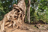 Cambodia,Angkor,Angkor Thom,Phimeanakas Palace ruins,tree.