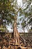 Cambodia,Angkor,Ta Prohm,temple tree.