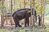Laos,Sainyabuli,Elephant Conservation Center,Asiatischer Elefant,Elephas Maximus und Mahouts.