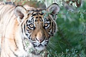South Africa,Private reserve,Asian (Bengal) Tiger (Panthera tigris tigris),young 6 months old,resting.