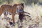 Südafrika, Privatreservat, Asiatischer (Bengalischer) Tiger (Panthera tigris tigris), weiblicher Erwachsener mit einer Beute, gemeines Warzenschwein (Phacochoerus africanus).