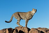 Südafrika, Private Reserve, Gepard (Acinonyx jubatus), Wandern.