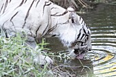 Südafrika, Privates Reservat, Asiatischer (bengalischer) Tiger (Panthera tigris tigris), Jungtier in einem Sumpf, trinkend.